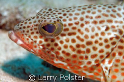 Fishface, D300, 105VR by Larry Polster 